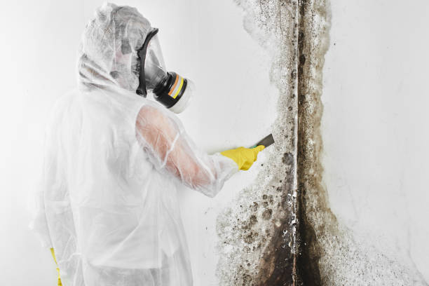 Why You Should Choose Our Mold Remediation Services in Cascade Valley, WA